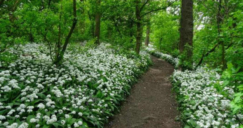 Vienna Woods (Wienerwald)